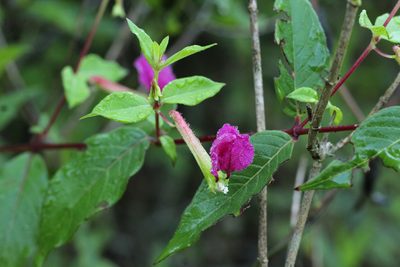Cuphea nitidula, photographed by Adrianh M. Orozco