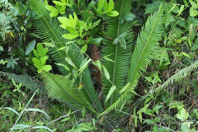 Dioon edule, photographed by Adrianh M. Orozco
