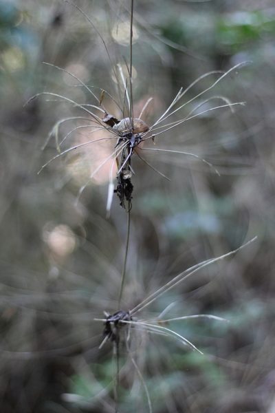 Rhipidocladum racemiflorum, photographed by Adrianh M. Orozco