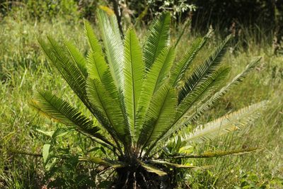 Dioon edule, photographed by Adrianh M. Orozco