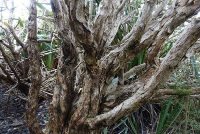 Brachyglottis buchananii, photographed by John Barkla