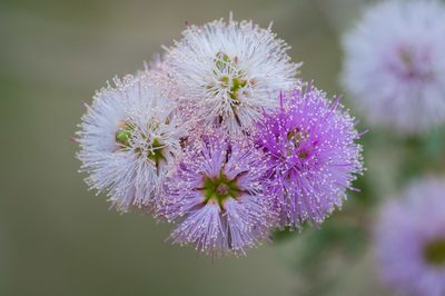 Melaleuca nesophila, photographed by Rolf Lawrenz