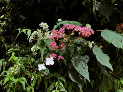 Hydrangea aspera, photographed by Cheng-Tao Lin