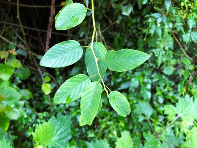 Berchemia formosana, photographed by Cheng-Tao Lin