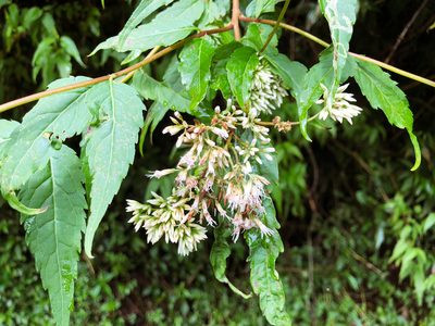Eupatorium tashiroi, photographed by Cheng-Tao Lin