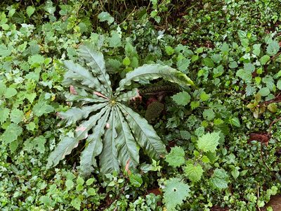 Arisaema taiwanense, photographed by Cheng-Tao Lin