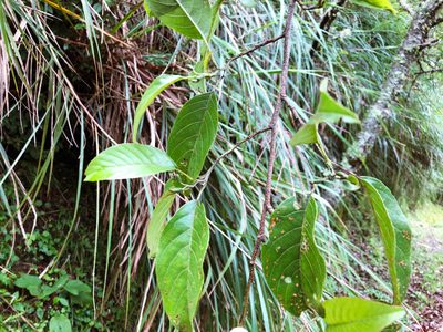 Alnus formosana, photographed by Cheng-Tao Lin