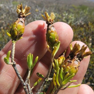 Pteronia ciliata, photographed by Kevin Murray