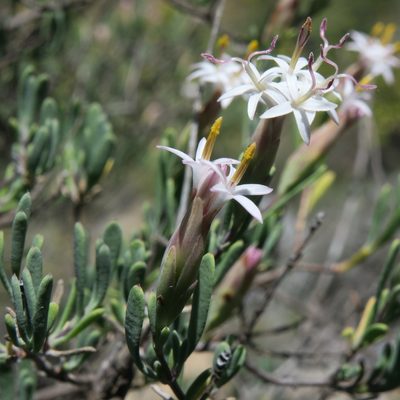 Pteronia leptospermoides, photographed by Kevin Murray