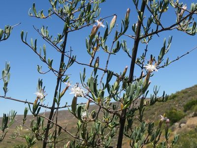 Pteronia leptospermoides, photographed by Kevin Murray
