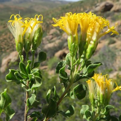 Pteronia undulata, photographed by Kevin Murray