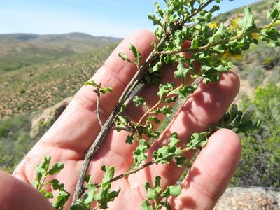 Pteronia undulata, photographed by Kevin Murray