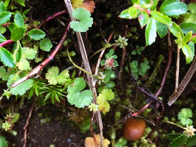 Hydrocotyle setulosa, photographed by Cheng-Tao Lin