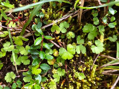 Hydrocotyle setulosa, photographed by Cheng-Tao Lin