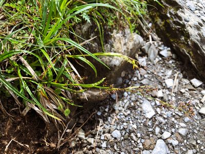 Carex filicina, photographed by Cheng-Tao Lin