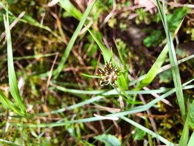 Euchiton involucratus, photographed by Cheng-Tao Lin
