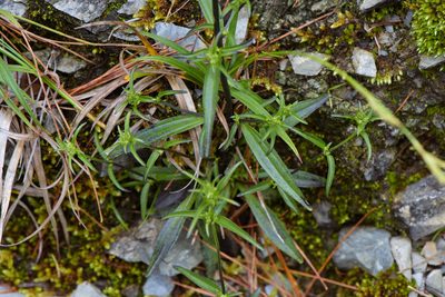 Swertia tozanensis, photographed by Cheng-Tao Lin