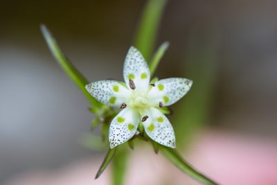 Swertia tozanensis, photographed by Cheng-Tao Lin