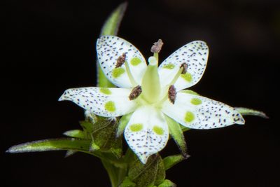 Swertia tozanensis, photographed by Cheng-Tao Lin