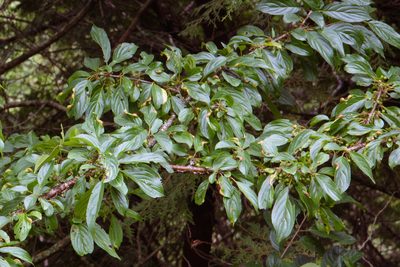 Rhamnus nakaharae, photographed by Cheng-Tao Lin