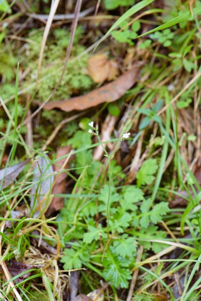Triplostegia glandulifera, photographed by Cheng-Tao Lin