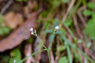 Triplostegia glandulifera, photographed by Cheng-Tao Lin