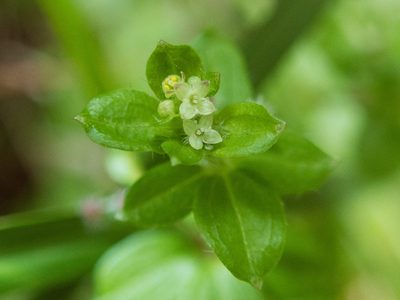 Trichogalium formosense, photographed by Cheng-Tao Lin