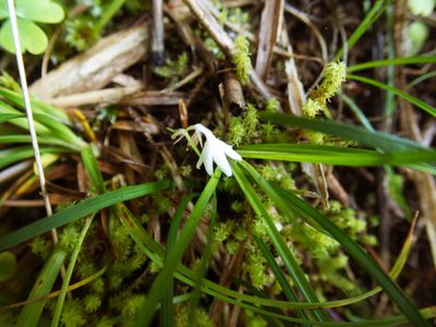 Ophiopogon intermedius, photographed by Cheng-Tao Lin
