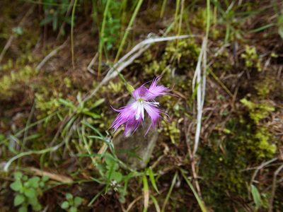 Dianthus pygmaeus, photographed by Cheng-Tao Lin