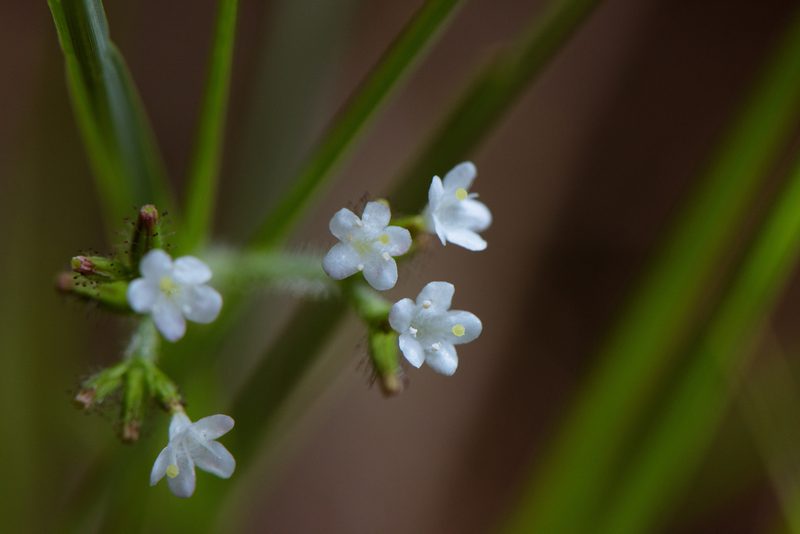 Triplostegia glandulifera, photographed by Cheng-Tao Lin