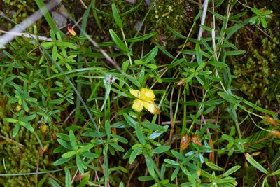 Hypericum nagasawae, photographed by Cheng-Tao Lin