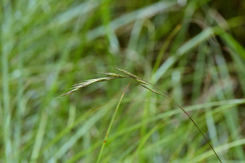 Bromus morrisonensis, photographed by Cheng-Tao Lin