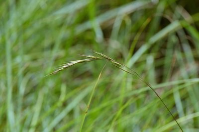 Bromus morrisonensis, photographed by Cheng-Tao Lin