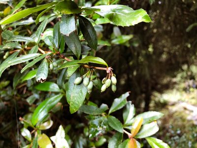 Berberis kawakamii, photographed by Cheng-Tao Lin
