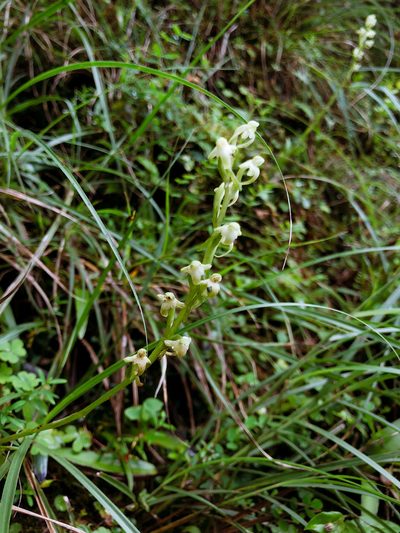 Platanthera devolii, photographed by Cheng-Tao Lin