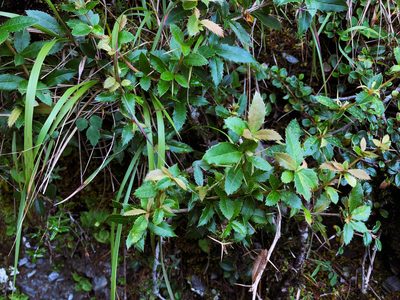Berberis kawakamii, photographed by Cheng-Tao Lin