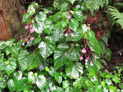 Begonia grandis, photographed by Marco Mussita