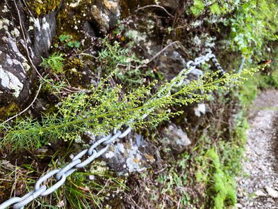 Artemisia morrisonensis, photographed by Cheng-Tao Lin