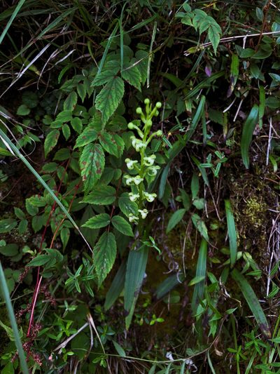 Platanthera devolii, photographed by Cheng-Tao Lin