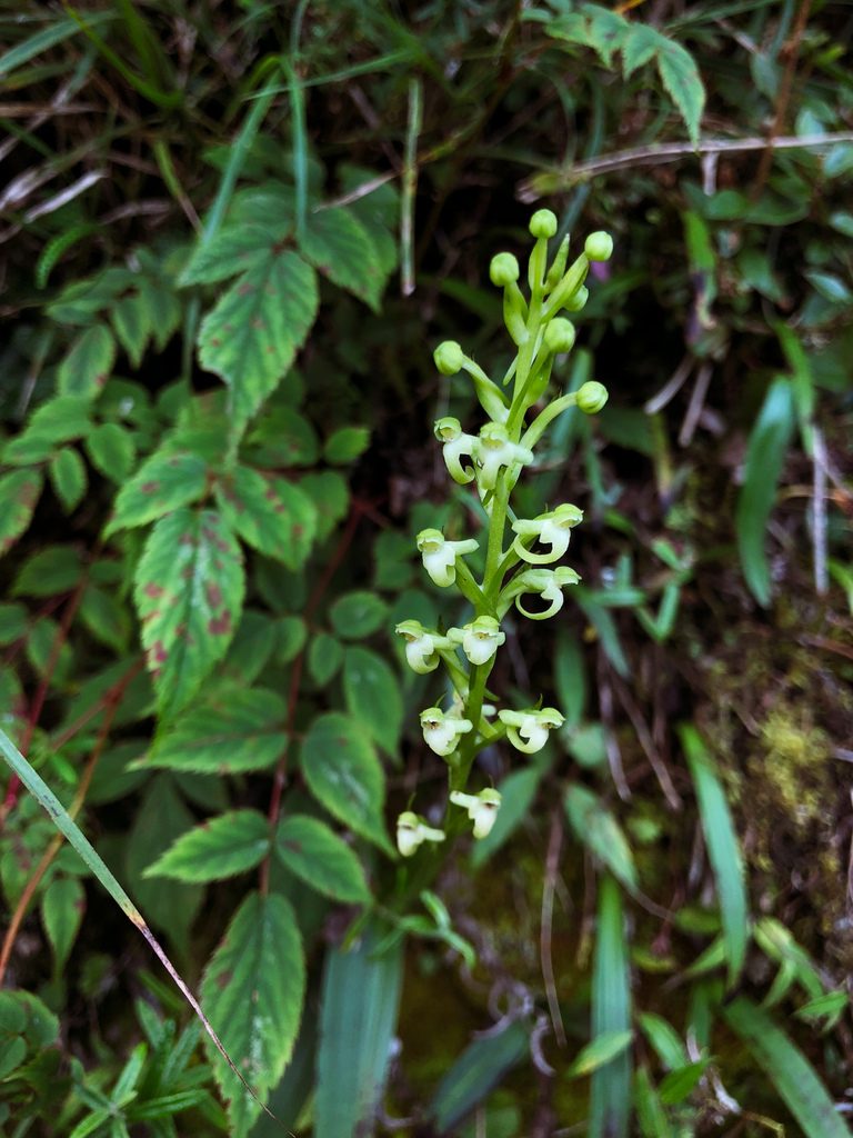 Platanthera devolii, photographed by Cheng-Tao Lin