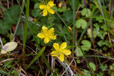 Hypericum nagasawae, photographed by Cheng-Tao Lin