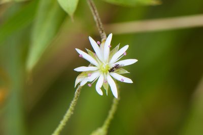 Stellaria vestita, photographed by Cheng-Tao Lin