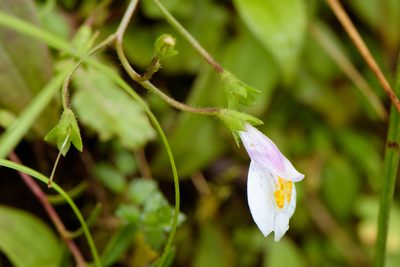 Mazus alpinus, photographed by Cheng-Tao Lin