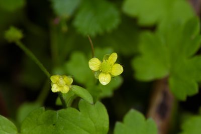 Ranunculus taisanensis, photographed by Cheng-Tao Lin