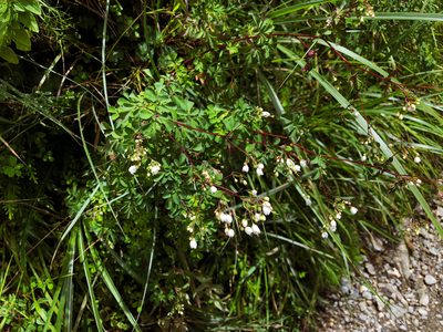 Boenninghausenia albiflora, photographed by Cheng-Tao Lin