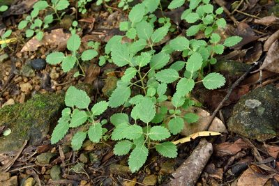 Teucrium viscidum, photographed by 楊富鈞