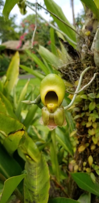 Catasetum maculatum, photographed by Harley Hosford