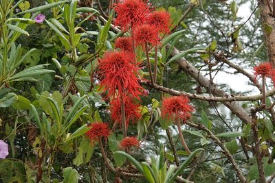 Erythrina abyssinica, photographed by Paul Prior