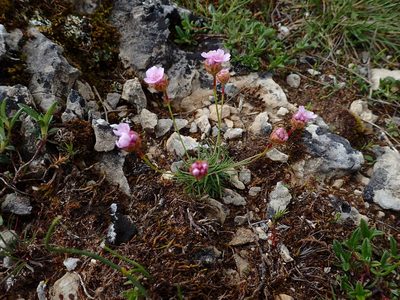 Armeria girardii, photographed by Julien Renoult