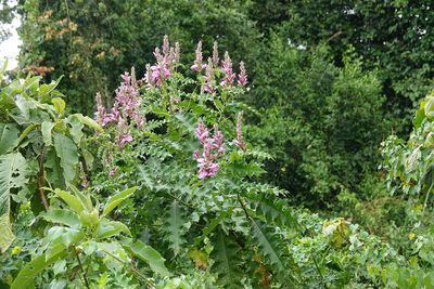 Acanthus polystachyus, photographed by Paul Prior